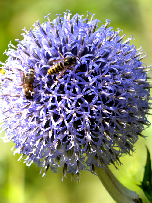 Blauwe Allium Bolllen - Allium Azureum - Sierui - Bloembollen