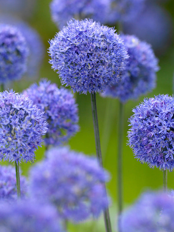 Allium Azureum - Sierui - Bloembollen