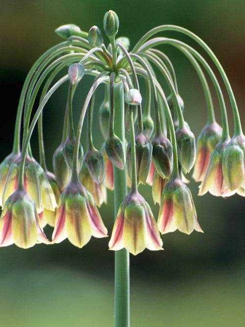 Bulgaarse Sierui (Allium Bulgaricum)