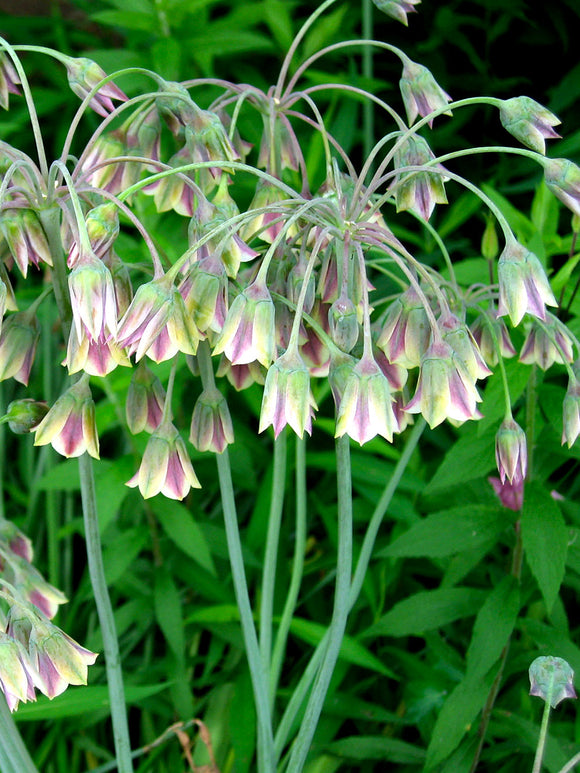 Bulgaarse Sierui (Allium Bulgaricum) Bloembollen