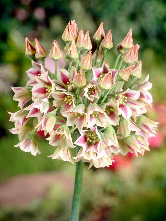 Bulgaarse Sierui (Allium Bulgaricum) Bloembollen kopen