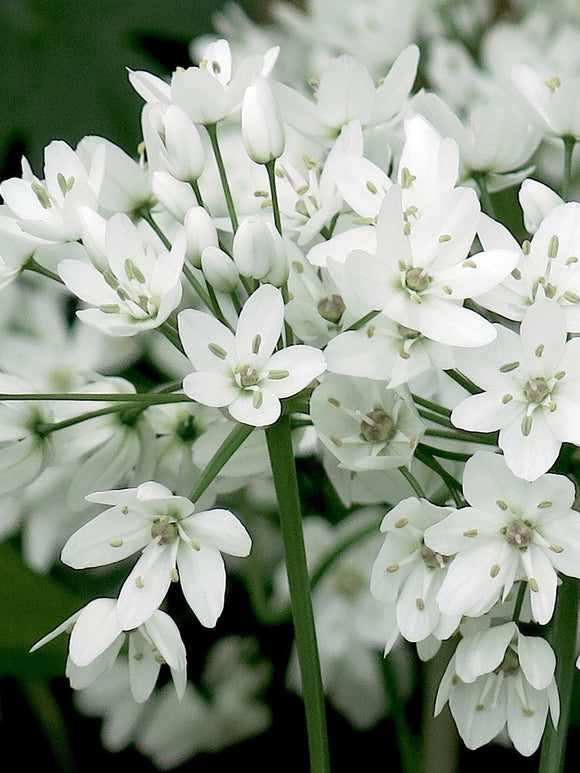 Allium Cowanii - Whit Allium Bloem Bol - DutchGrown™