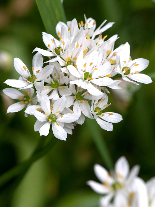 Allium Cowanii - Kopen Whit Allium Bloem Bol - DutchGrown™