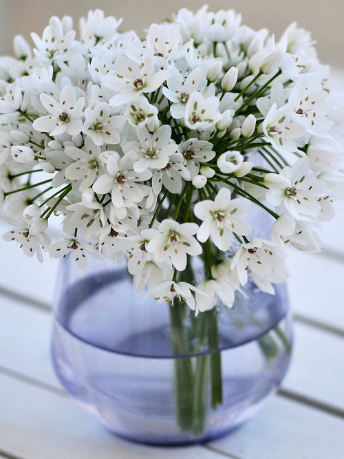 Allium Cowanii - Whit Allium Bloem Bol - DutchGrown™