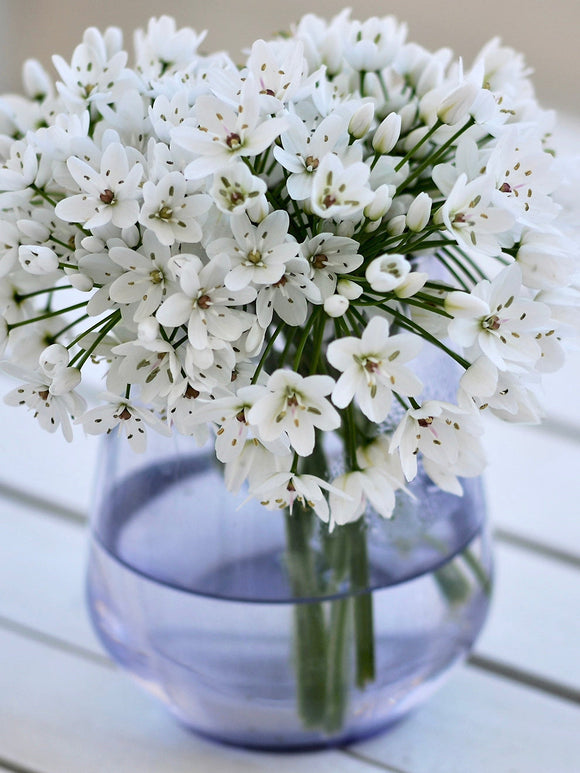 Allium Cowanii - Whit Allium Bloem Bol - DutchGrown™
