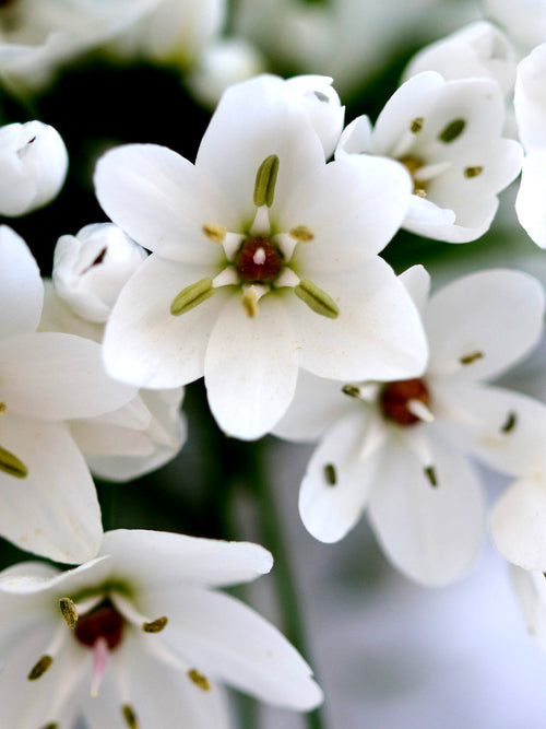 Allium Cowanii - Whit Allium Bloem Bol - DutchGrown™
