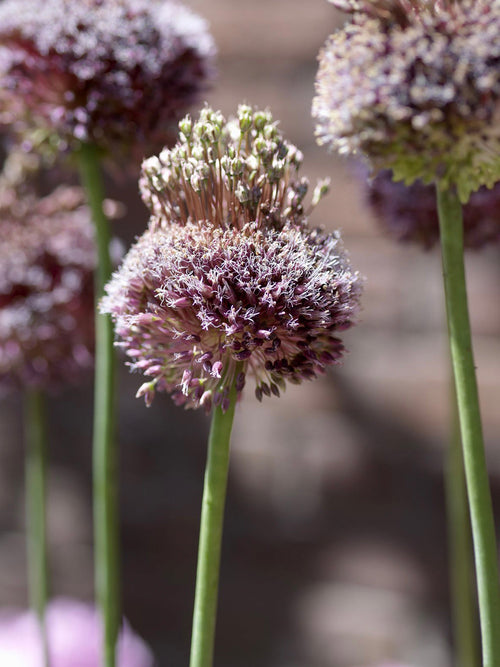 Allium Forelock - Rood en Whit Allium Bollen 