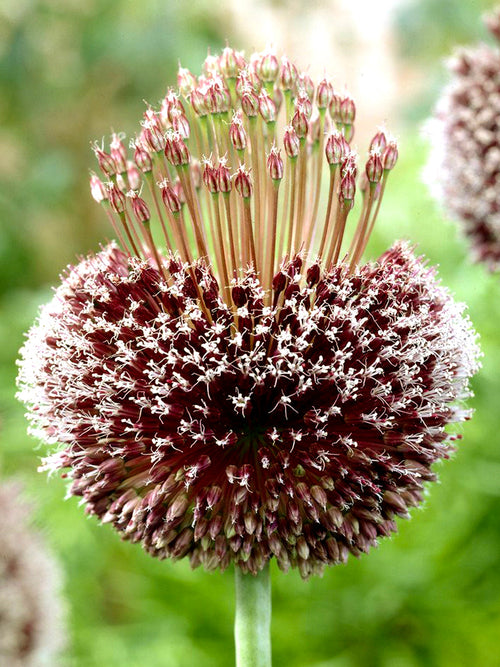 Allium Forelock - Allium Forelock Bollen