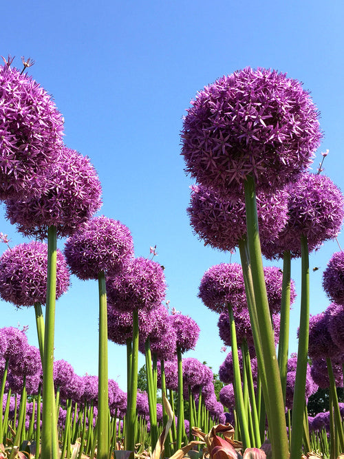 Allium Globemaster