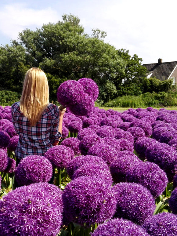 Kopen Paars Alliums Globemaster 