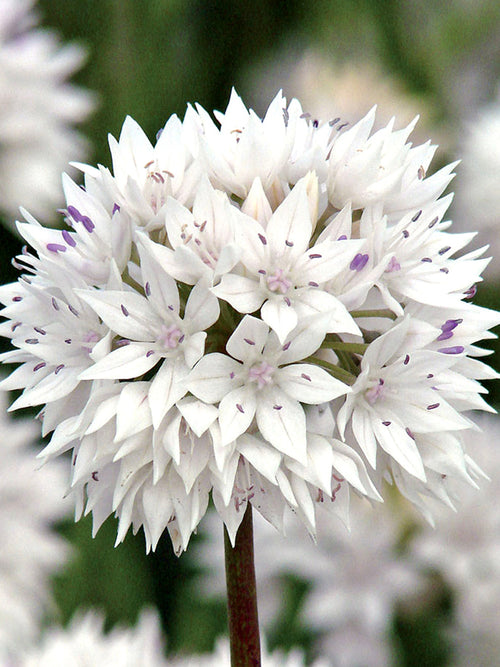 Allium Bloembollen Graceful Beauty
