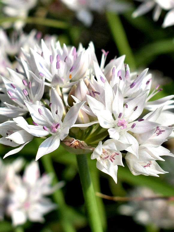 Allium amplectens Graceful Beauty Bloembollen