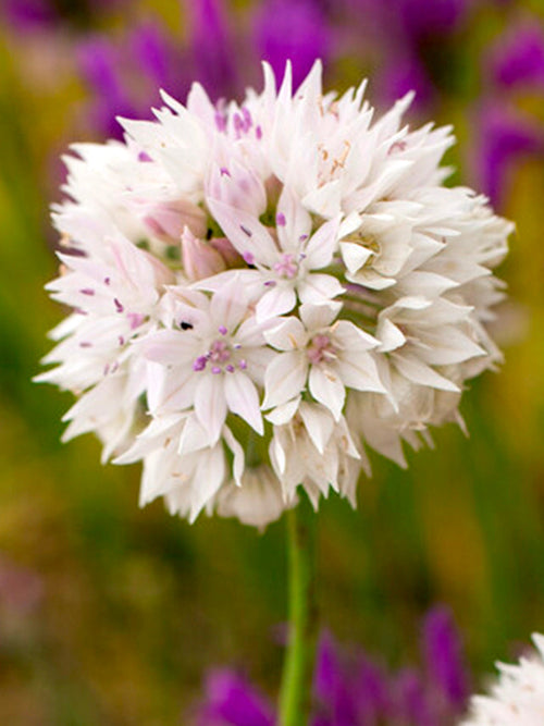 Kopen Allium bollen Graceful Beauty 