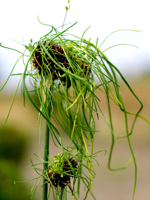 Allium vineale 'Hair' (kraailook) kopen