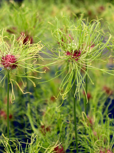 Allium Hair