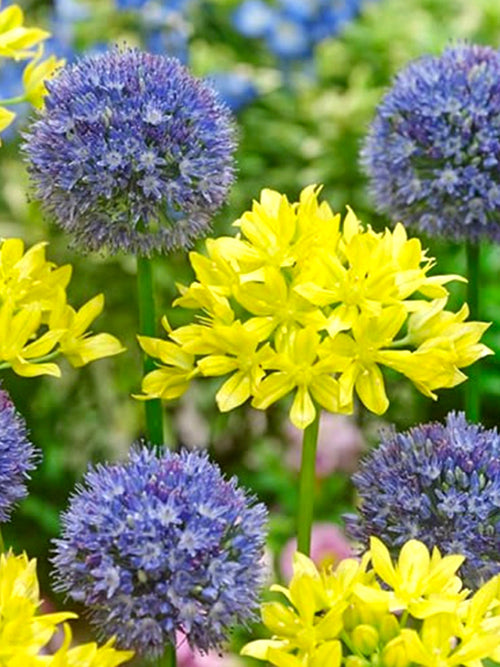 Allium Moly en Allium Azureum - Blauw and Geel Allium Bol Gemengd