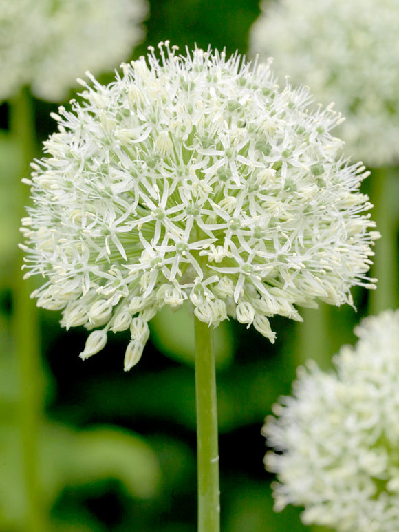 Allium Mount Everest - Groot Bollen