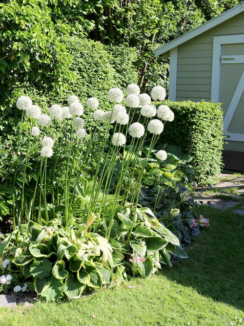 Mount Everest Alliums - Whit Allium Bloem