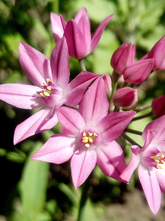 Ostrowskianum Allium - Roze Allium Ornamental Bollen