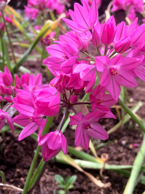 Roze Alliums - Ostrowskianum Allium Bol
