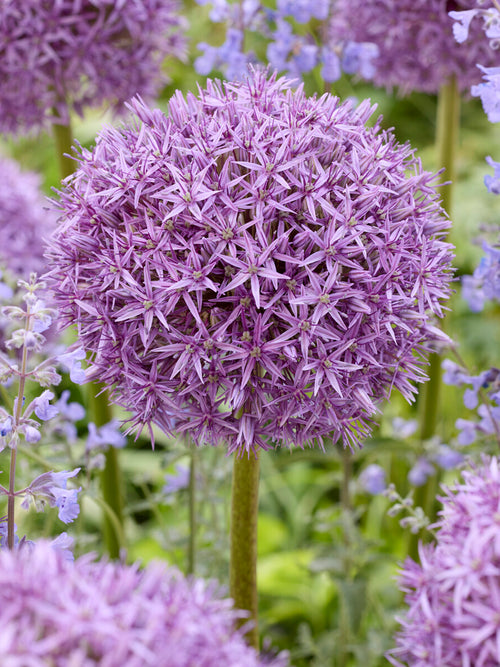 Detail van het bloemhoofd van Allium Pinball Wizard