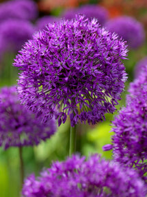 Allium Purple Sensation (Sierui)