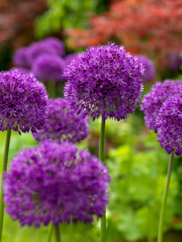 Allium Bloembollen Purple Sensation