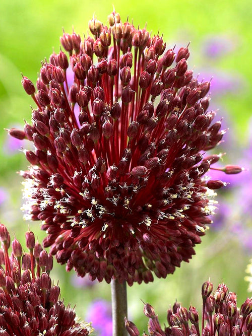 Rode Allium Bloembollen Mohican Bollen