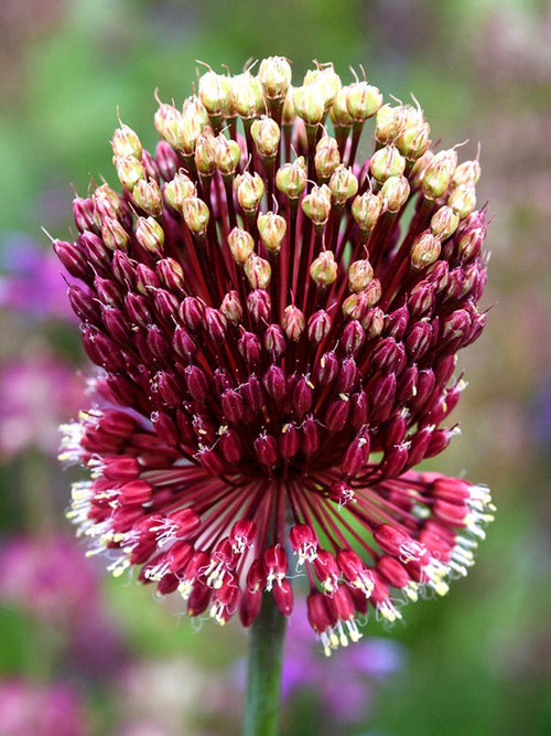 Kopen Allium Rood Mohican Bollen