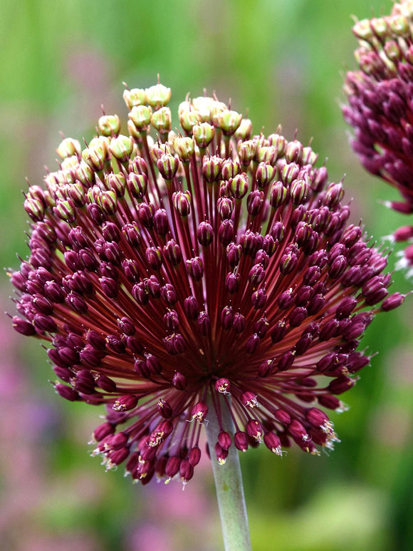 Kopen Allium Rood Mohican Bloembollen