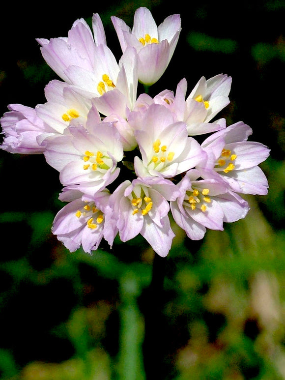 Roze Allium Roseum 