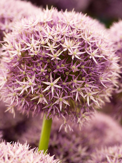 Paarse Allium Round and Purple in de tuinborder