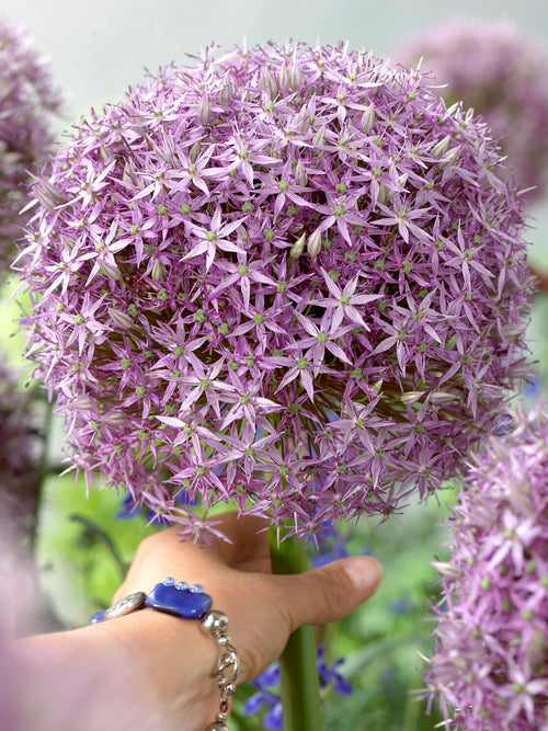 Detail van de bloem van Allium Round and Purple