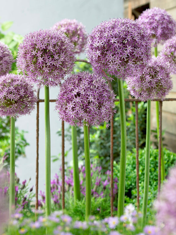 Allium Round and Purple gecombineerd met andere voorjaarsbloemen