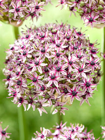 Allium Starlight