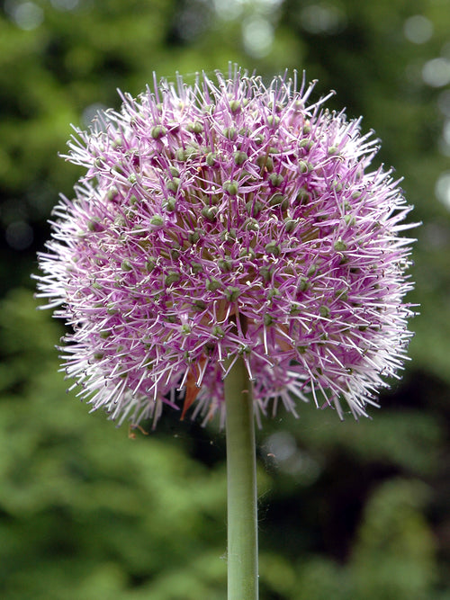 Allium Glory of Pamir met grote, ronde paarsviolette bloembol