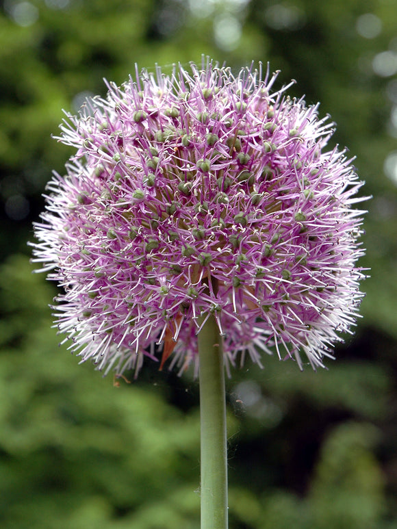 Allium Glory of Pamir met grote, ronde paarsviolette bloembol