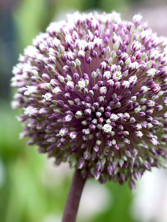 Kopen Allium Summer Drummer - Paars en Whit