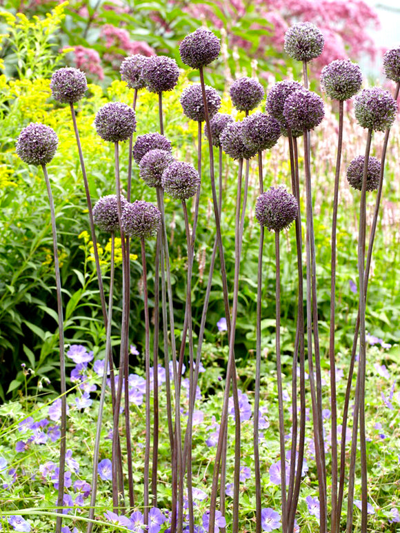 Kopen Allium Summer Drummer - Paars en Whit