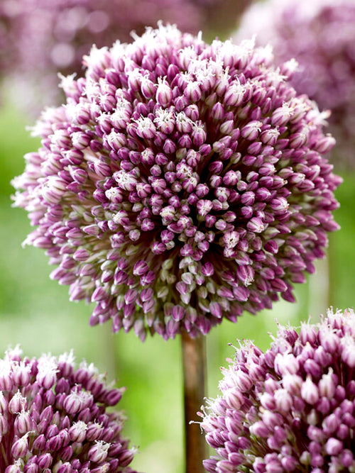 Kopen Allium Summer Drummer - Paars en Whit