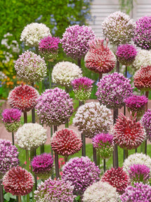 Allium Tropical Tides Collectie
