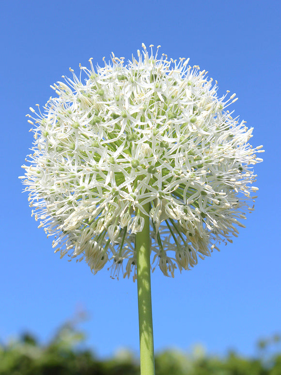 Allium White Giant met grote, ronde witte bloembol