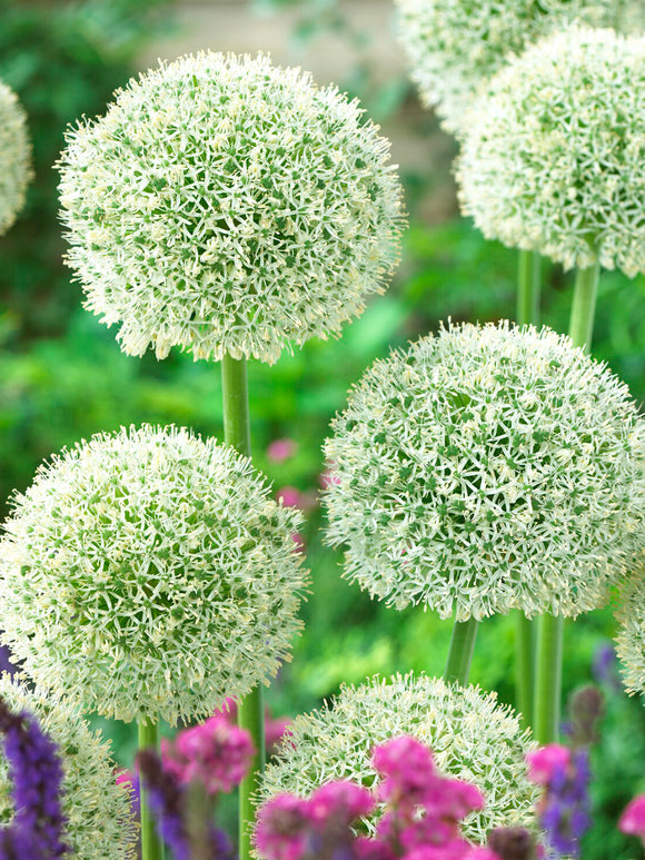 Witte Allium White Giant in bloei in de tuinborder