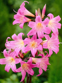 Amaryllis Belladonna (De Belladonna Lelie)