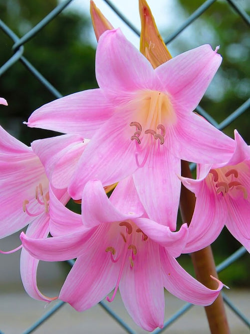 Amaryllis Belladonna (De Belladonna Lelie) Bollen