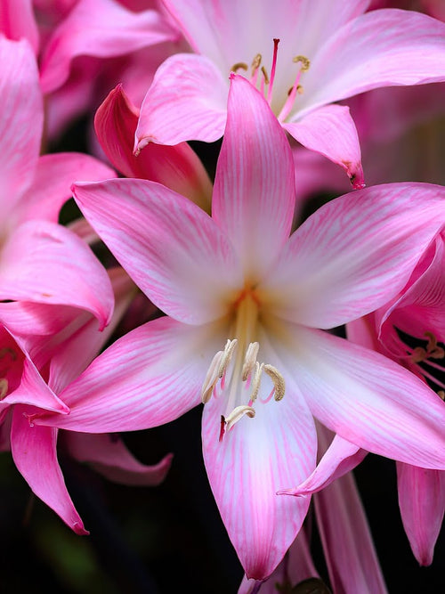 Amaryllis Belladonna (De Belladonna Lelie) bloembollen