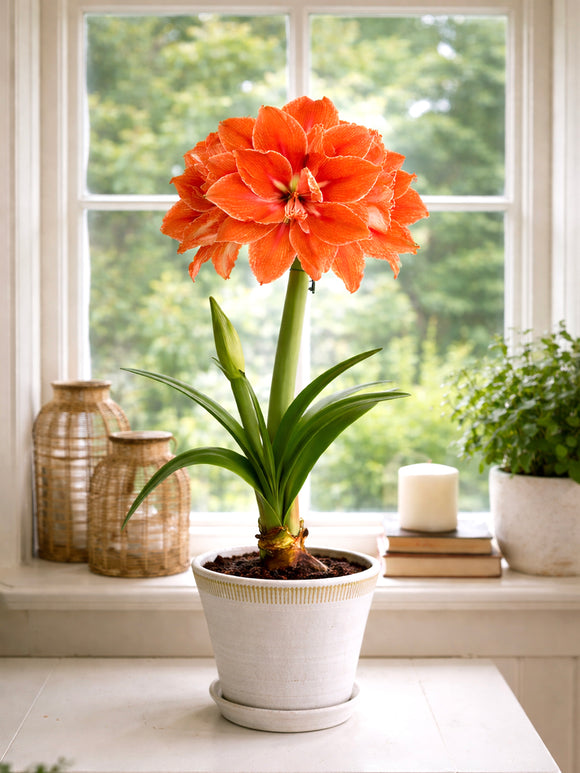 Jumbo Double Amaryllis Double Minerva bloeiend binnen