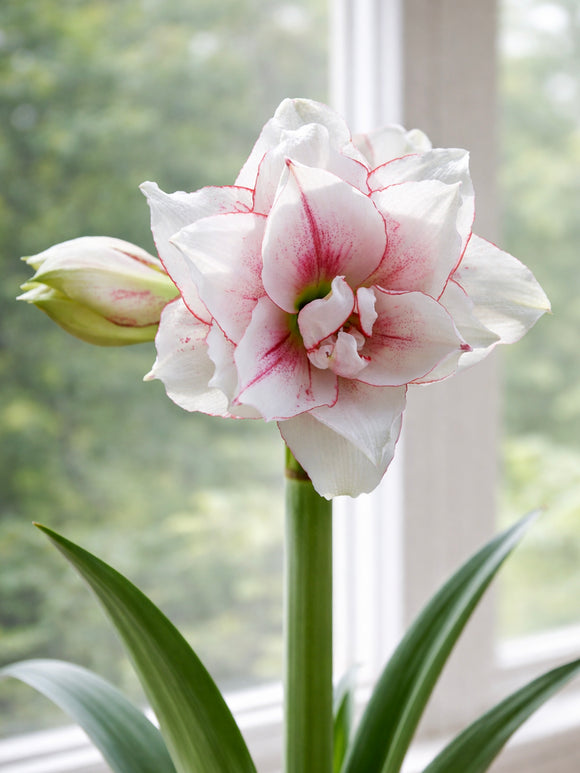 Jumbo Double Amaryllis Elvas met volle dubbelbloemen