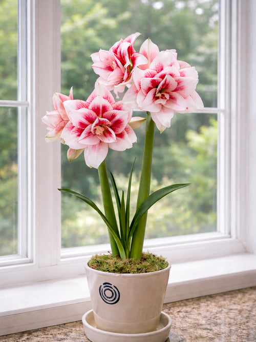 Dubbelbloemige Amaryllis Elvas in pot