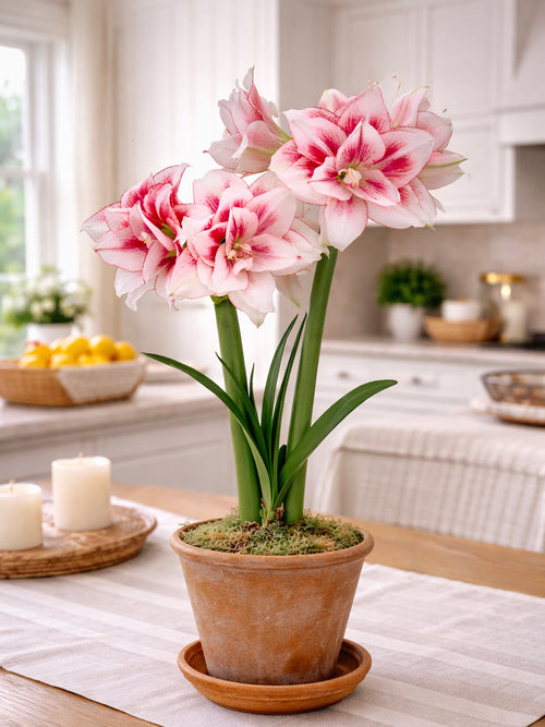 Detail van Amaryllis Elvas met subtiele kleurnuances